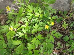 Image result for Ranunculus hispidus