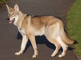 Adult Tamaskan A New Breed Of Sled Dogs That Are A Bit Larger Than A German Shepard They Are So Beautiful But Also Hig Tamaskan Dog Dogs Rare Dog Breeds
