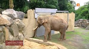 The zoo since 1936 has 3 thousand. Geschichten Aus Dem Osnabrucker Zoo Elefantenbulle Luka Youtube