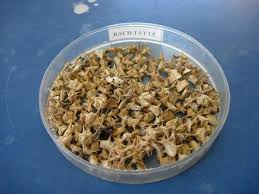 TẬT LÊ, CÔNG DỤNG BẠCH TẬT LÊ