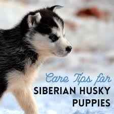 Последние твиты от husky puppies daily (@maesiberians). How To Train And Take Care Of A New Siberian Husky Puppy Pethelpful
