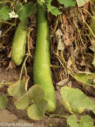 Image result for Lagenaria