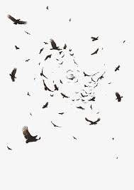 Colorful Birds Flying In The Sky Drawing Flying The Crows Flying Photography Birds Flying Photography Crow Silhouette