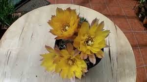 Echinopsis chamaecereus 'lutea' (yellow peanut cactus) is the yellow version of the peanut cactus, which is an albino form of the. Chamaecereus Peanut Cactus Yellow Bird With Flowers And Buds Summer 2015 Youtube