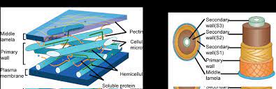 Plant anatomy primary cell wall. Plant Cell Wall Structures A The Primary Cell Wall B The Secondary Download Scientific Diagram