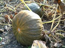 Image result for Cucurbita