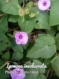 Image result for Ipomoea involucrata
