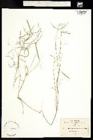 Image result for Euphorbia mwinilungensis