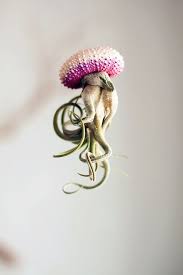 delightful pots turn air plants into whimsical jellyfish hanging sea urchin shell felt wall planter