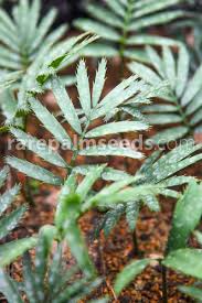 Image result for Encephalartos lebomboensis