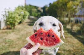 Bear in mind, large portions can cause severe gastrointestinal upset or blockage. Can My Dog Eat Watermelon
