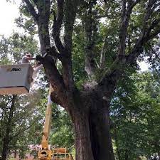 Wirt & sons tree service is a company with good reputation that provides quality care for all your tree care needs. Tree Services Climax Nc