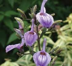 Image result for Brillantaisia owariensis