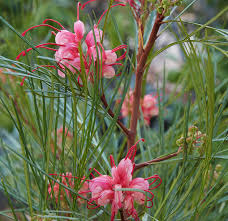 Image result for Cussonia corbisieri