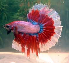 Basic Betta Colors Betta Fish Types Betta Fish Betta