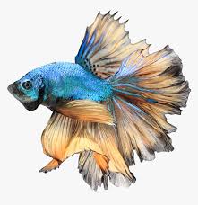 Aug 13, 2017 · lastly, the graphics are bland and unappealing, not what you'd expect from a futuristic yet prehistoric jungle game, and the only extra offered in the collector's edition version, is the infamous epix hidden sign's, which are 30 prehistoric drawings. Realistic Betta Fish Drawing Hd Png Download Kindpng