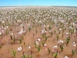 From cold, wet and misty conditions to dusty, hot eastwinds that can drive the mercury up to almost 50 degrees celsius, extremes are common. The Amazement Of Sandhof Lilies Crinum Paludosum Jan Emming