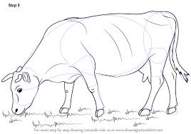 Learn How To Draw A Cow Farm Animals Step By Step Drawing Tutorials Cow Drawing Animal Drawings Animal Sketches