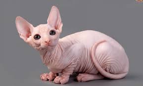 Kucing idaman kucing sphynx telah dapat dijumpai dan di belai. Kucing Sphynx Ciri Karakter Cara Merawat Dan Harga 2021