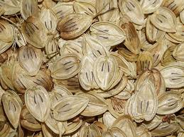 Image result for Coronopus integrifolius