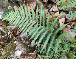 Image result for Pseudocyclosorus