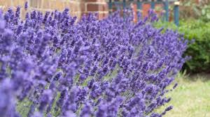 Image result for Lavandula angustifolia Vera