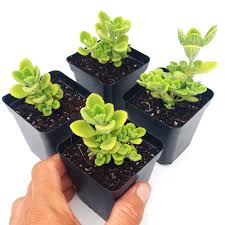 Image result for Coleus caninus