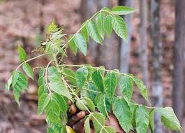 Image result for Brucea antidysenterica