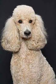 Pin On Poodle Hair Cuts