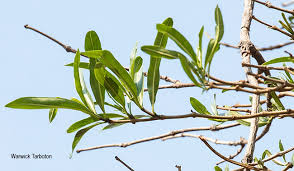 Image result for Stomatostemma monteiroae