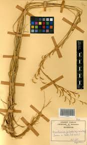 Image result for Urochloa jubata