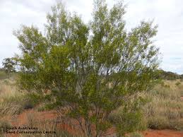 Image result for Dictyophleba