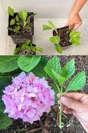 Propagate Hydrangea Cuttings 99 Success Rate Propagating Hydrangeas Planting Hydrangeas Growing Hydrangeas