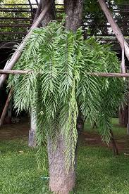 Image result for Drynaria