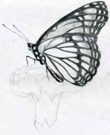 Butterfly Pencil Drawings You Can Practice How to draw sketch of beautiful fantastic butterfly. butterfly pencil drawings you can practice