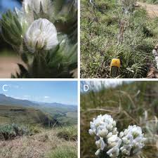 Image result for Dichilus reflexus