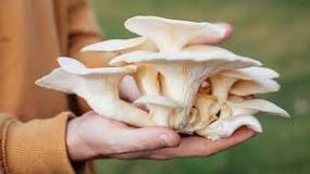 Is oyster mushroom healthy?