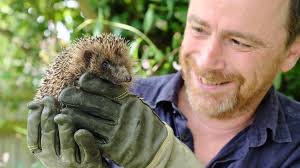 Drop in RSPCA hedgehog calls 'evidence of decline'