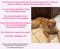 Golden Retriever Training Putnam Ny S R Dog Training
