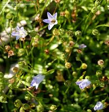 Image result for Wahlenbergia flexuosa