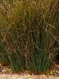 Image result for Juncus