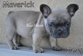 Happy frenchies full of love. Blue Fawn Bluehaven French Bulldogsbluehaven French Bulldogs