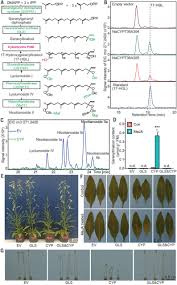 Maybe you would like to learn more about one of these? Controlled Hydroxylations Of Diterpenoids Allow For Plant Chemical Defense Without Autotoxicity Science