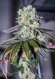 Wedding Pie Marijuana Clones Cannabis Plants Marijuana Seeds