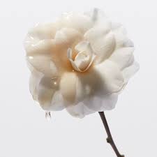 What Is This Power Flower Used As A Beauty Secret For Centuries It S The Camellia Flower A Natural Source Of In 2020 Hair Care Routine Clear Complexion Improve Skin