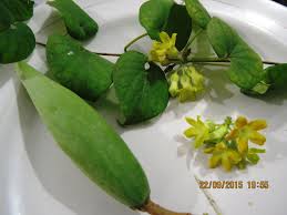 Image result for Telosma