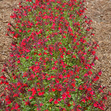 Mediterranean, low maintenance, gravel, cottage/informal, coastal, city, bees (attract & feed bees), beds and borders, rock Mirage Cherry Red Autumn Sage Salvia Greggii Balmircher In Lafayette Louisiana La At All Seasons Nursery
