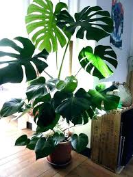 Low Light Tall Indoor Plants Indoor Light Plants Tall Indoor Light Plants Plantsindoor Tall Big Indoor Plants Big Leaf Plants Tall Indoor Plants