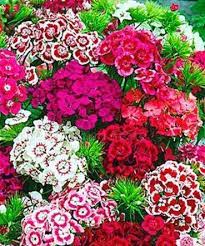 Sweet William Mixed Dianthus Barbatus Seeds 100 Seeds Heirloom Hybrid Bonsai Flowers Jardin Des Orchidees Jardin D Eau Fleurs Automne