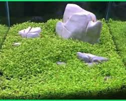 Inspirasi Kolam Ikan Hias Sederhana Dengan Tanaman Air Dunia Fauna Hewan Binatang Tumbuhan Planted Aquarium Tanaman Binatang